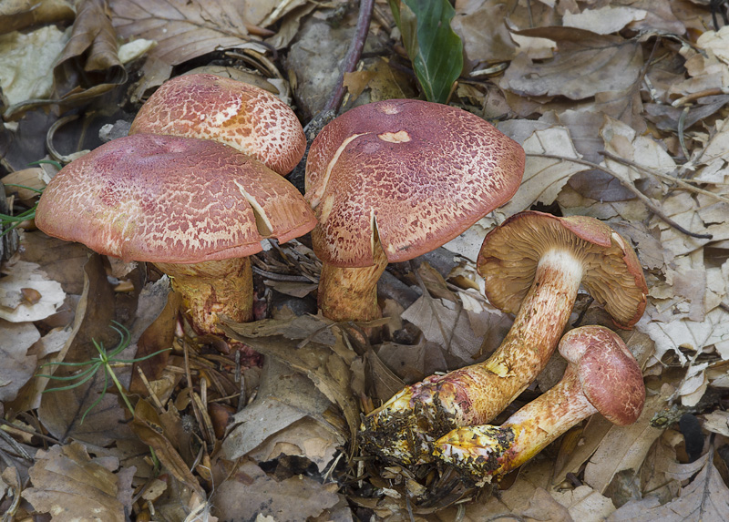 Cortinarius bolaris